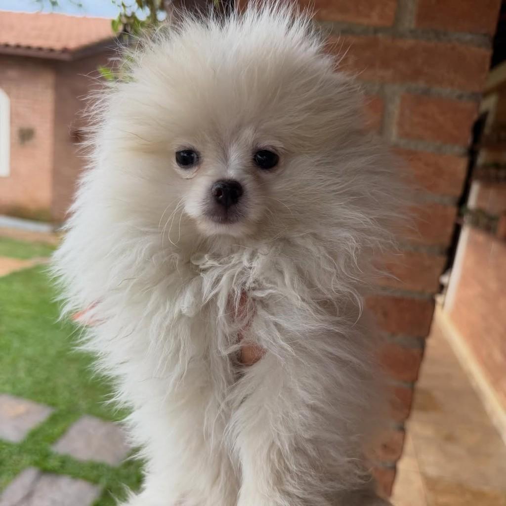 Agenor, cachorro de porte pequeno para adoção em Vargem Grande Paulista - SP — foto 4 de 4