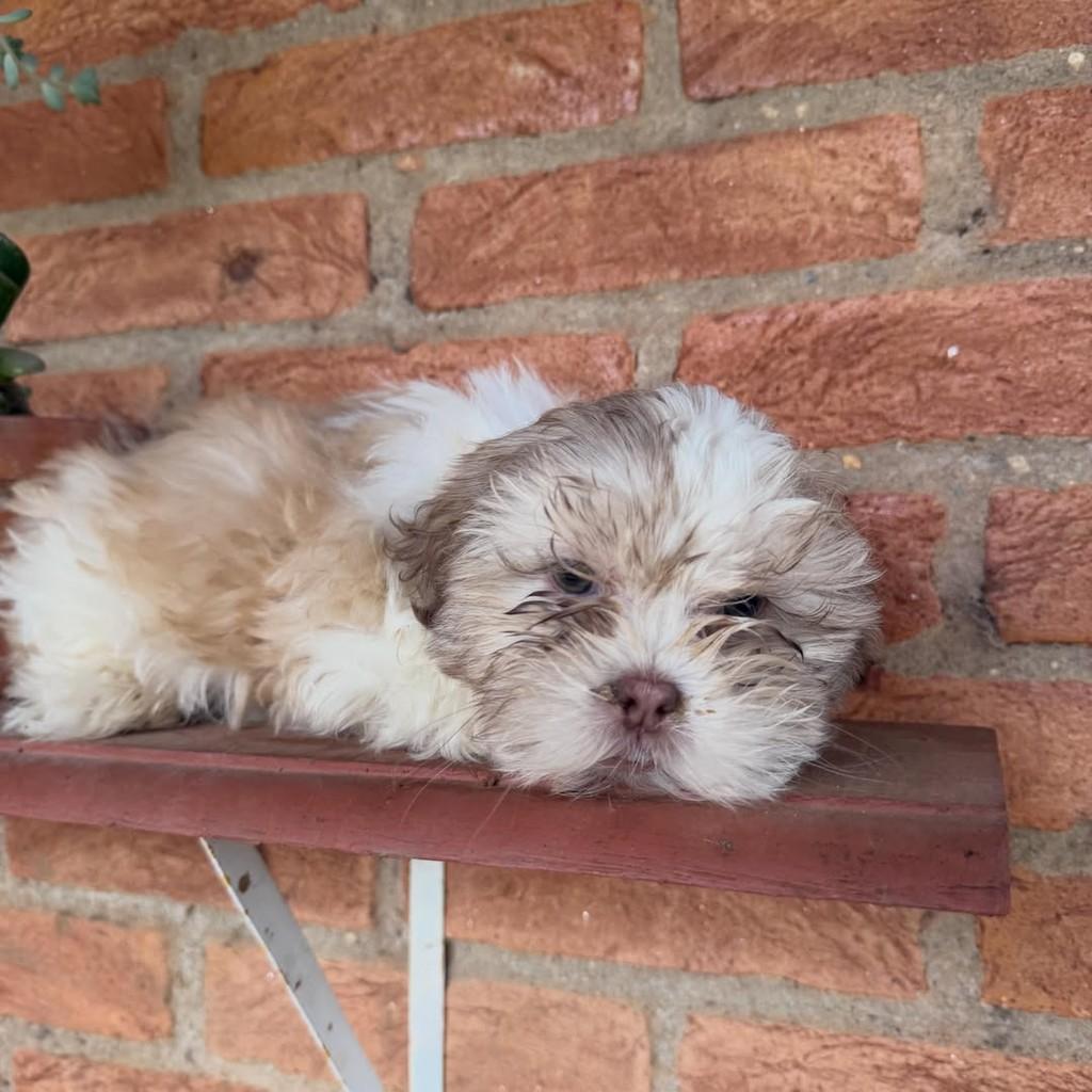 Amélia, cadela de porte pequeno para adoção em Vargem Grande Paulista - SP — foto 3 de 5