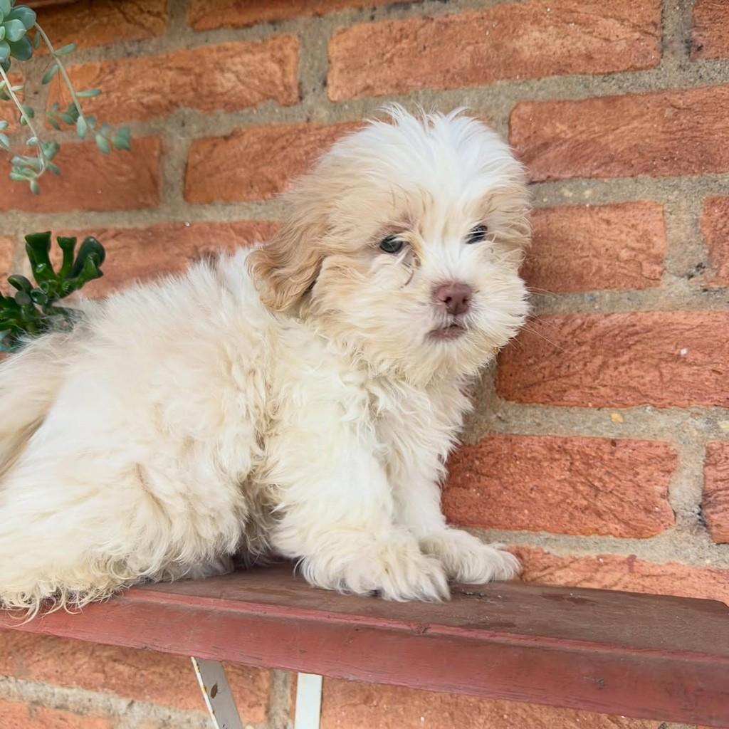 Horácio, cachorro de porte pequeno para adoção em Vargem Grande Paulista - SP — foto 2 de 6