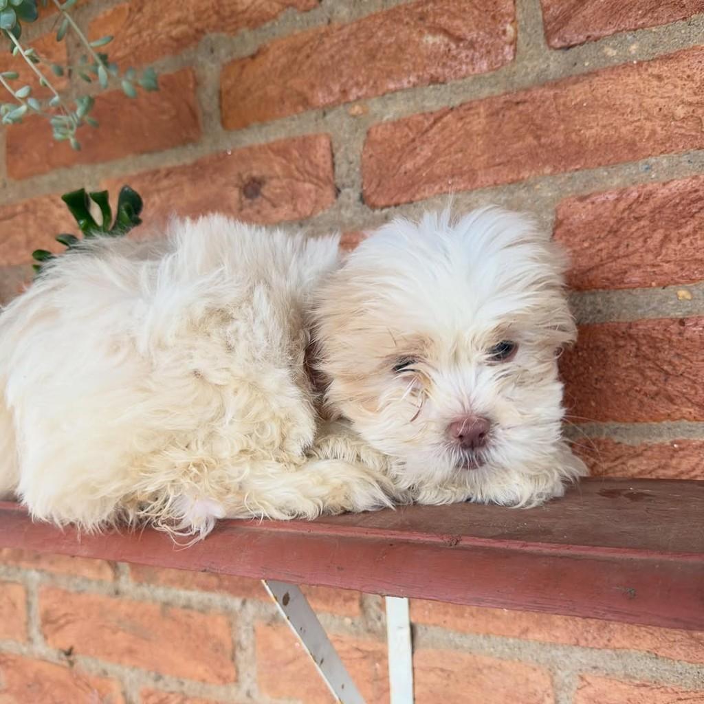 Horácio, cachorro de porte pequeno para adoção em Vargem Grande Paulista - SP — foto 3 de 6