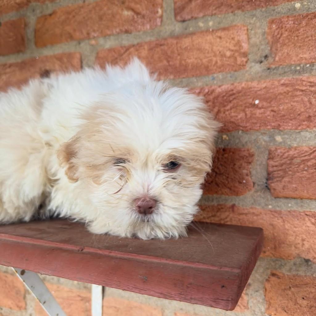 Horácio, cachorro de porte pequeno para adoção em Vargem Grande Paulista - SP — foto 4 de 6