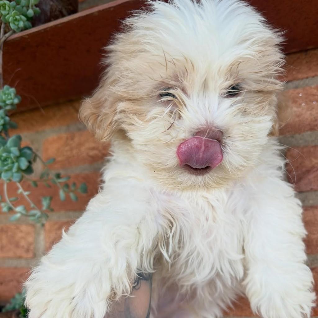 Horácio, cachorro de porte pequeno para adoção em Vargem Grande Paulista - SP — foto 5 de 6