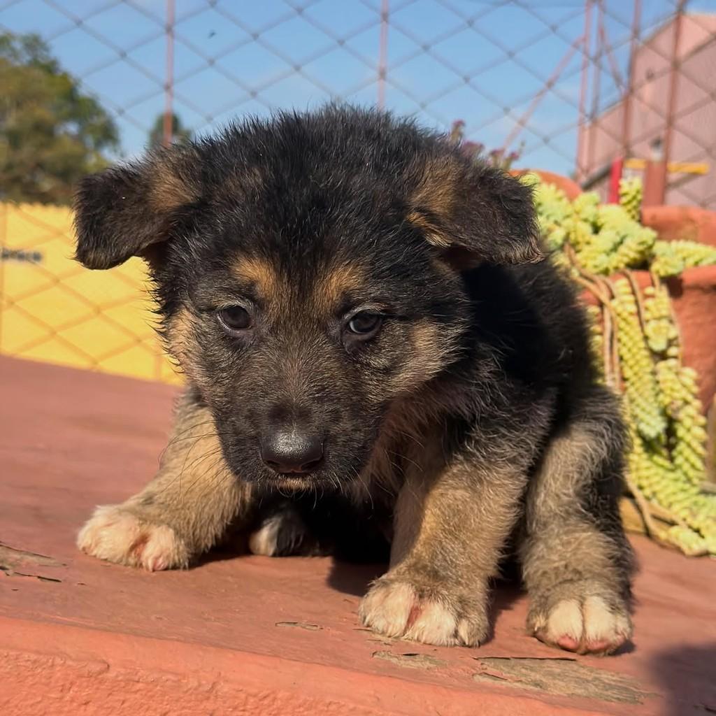 Denver, cachorro de porte grande para adoção em Ibiúna - SP