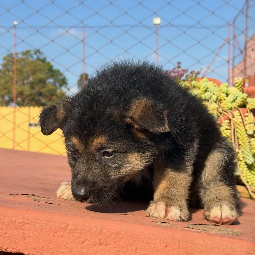 Denver, cachorro de porte grande para adoção em Ibiúna - SP — foto 2 de 4