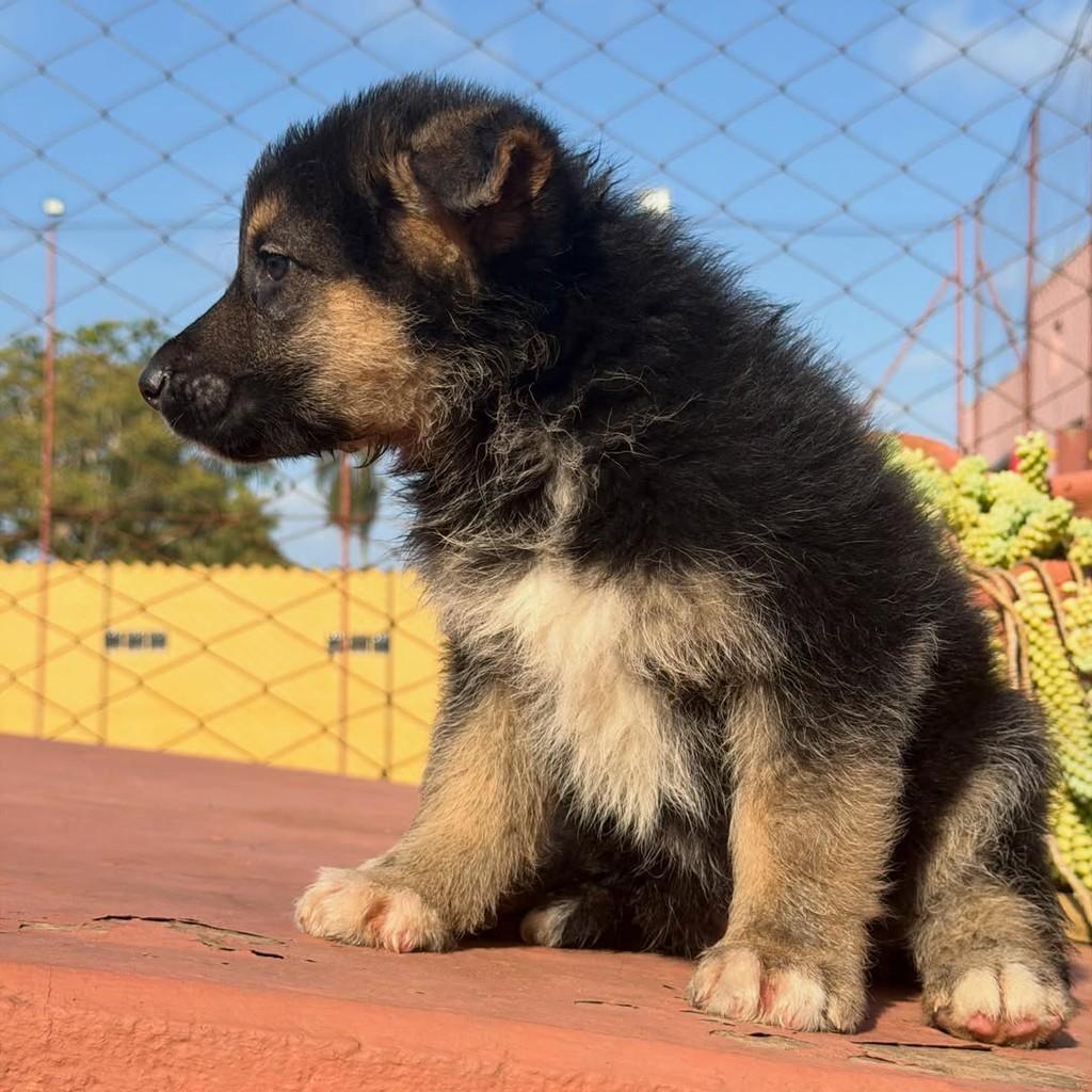 Denver, cachorro de porte grande para adoção em Ibiúna - SP — foto 3 de 4