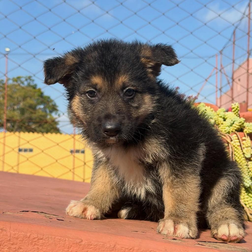 Denver, cachorro de porte grande para adoção em Ibiúna - SP — foto 4 de 4