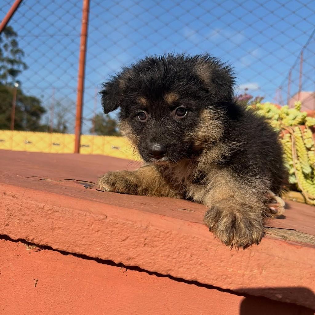 Aspen, cachorro de porte grande para adoção em Ibiúna - SP