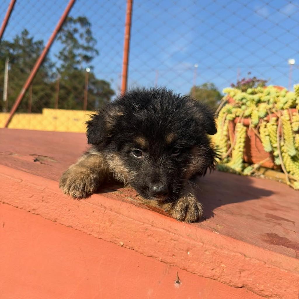 Aspen, cachorro de porte grande para adoção em Ibiúna - SP — foto 2 de 3