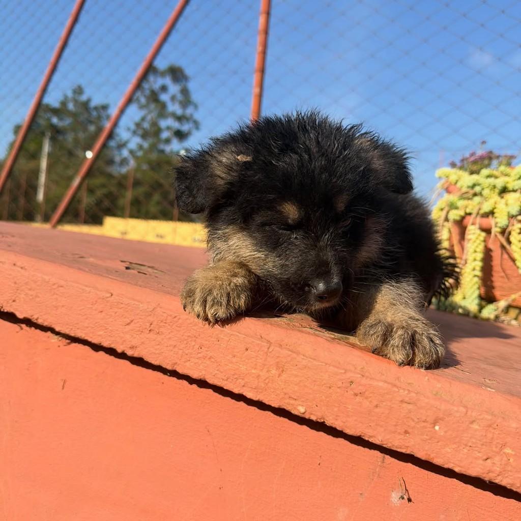 Aspen, cachorro de porte grande para adoção em Ibiúna - SP — foto 3 de 3