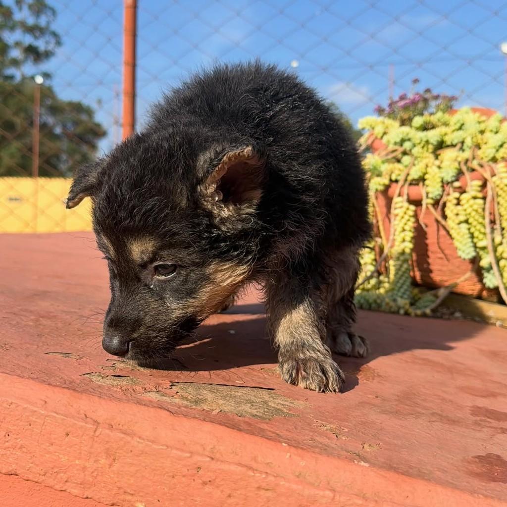 Akira, cadela de porte grande para adoção em Ibiúna - SP — foto 2 de 4