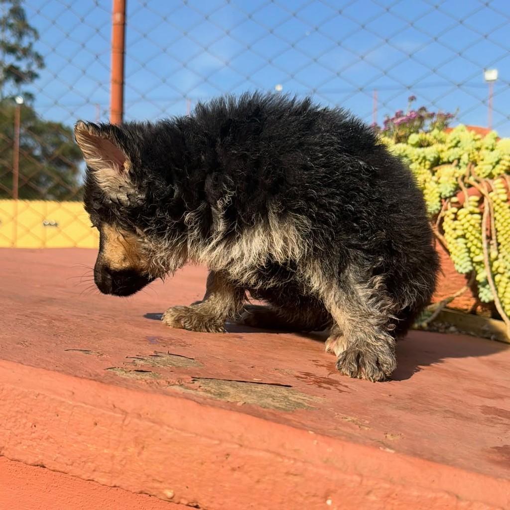Akira, cadela de porte grande para adoção em Ibiúna - SP — foto 3 de 4