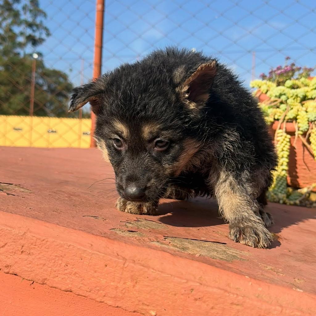 Akira, cadela de porte grande para adoção em Ibiúna - SP — foto 4 de 4