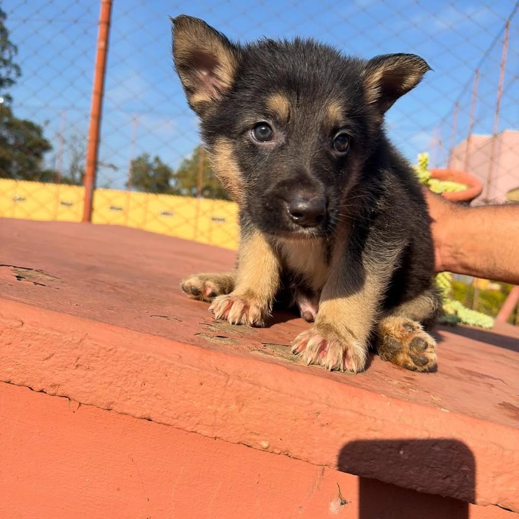 Berlim, cachorro de porte grande para adoção em Ibiúna - SP — foto 2 de 4
