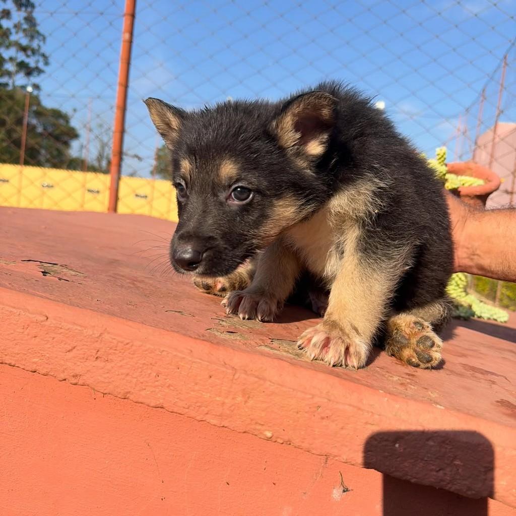 Berlim, cachorro de porte grande para adoção em Ibiúna - SP — foto 3 de 4