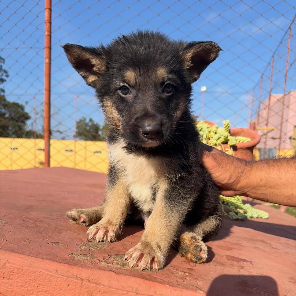 Berlim, cachorro de porte grande para adoção em Ibiúna - SP — foto 4 de 4