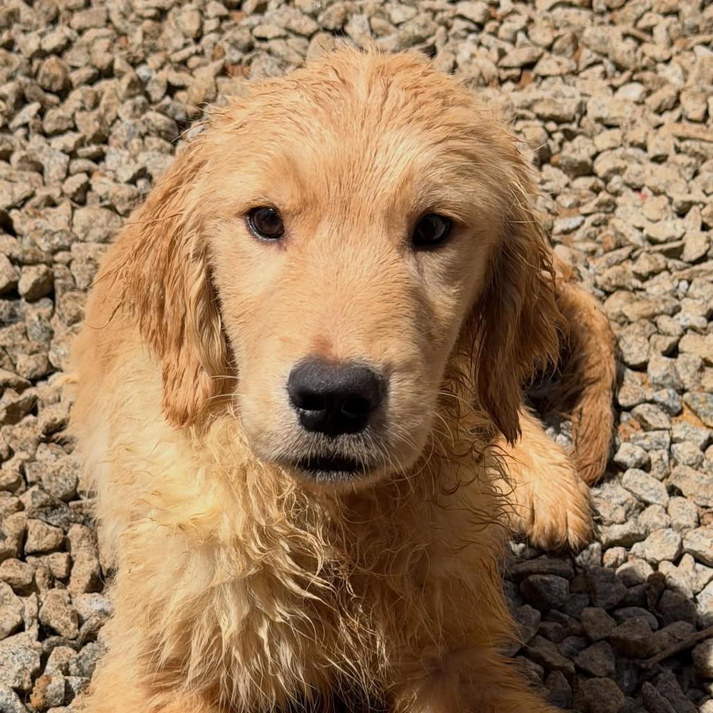 Nelson, cachorro de porte grande para adoção em Ibiúna - SP