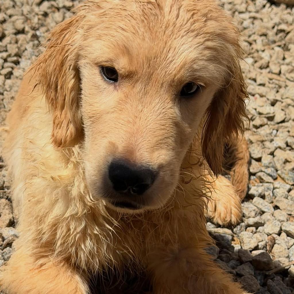 Nelson, cachorro de porte grande para adoção em Ibiúna - SP — foto 2 de 2