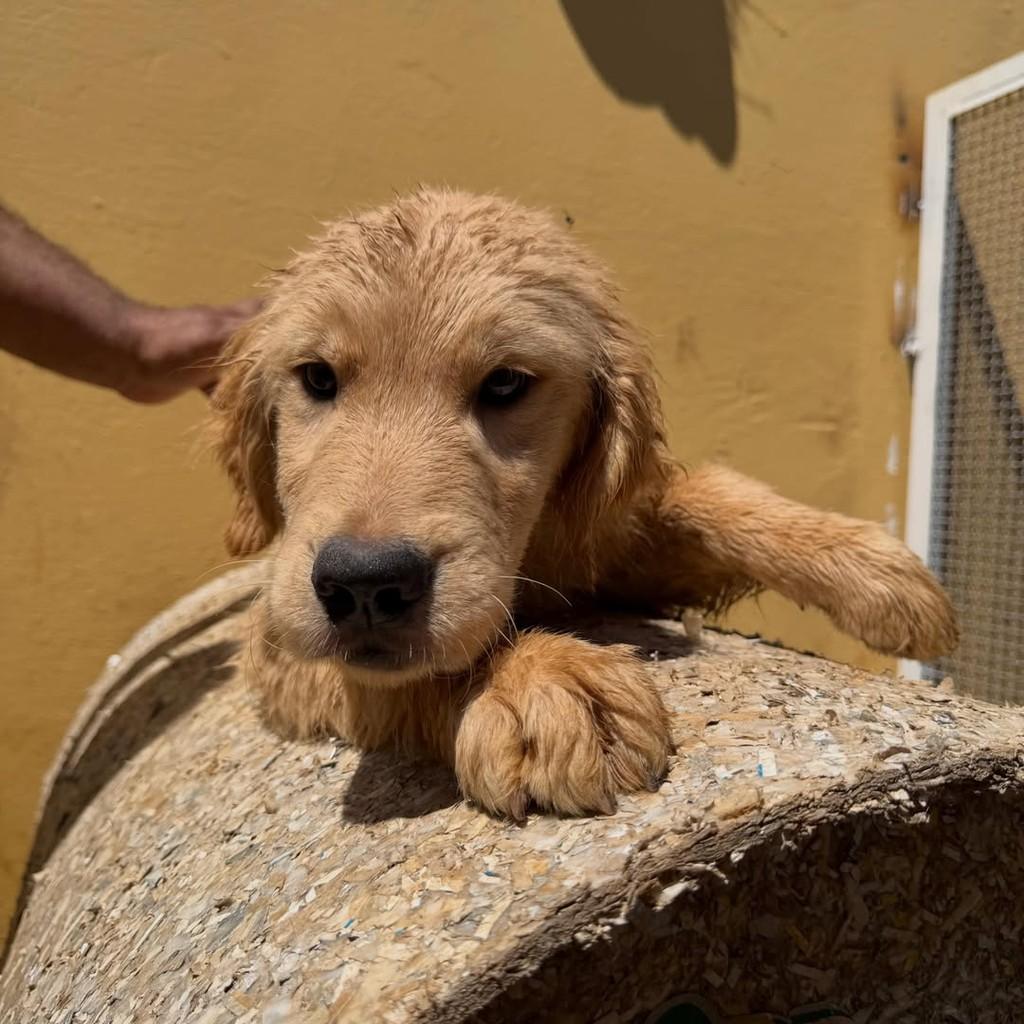 Charlie, cachorro de porte grande para adoção em Ibiúna - SP