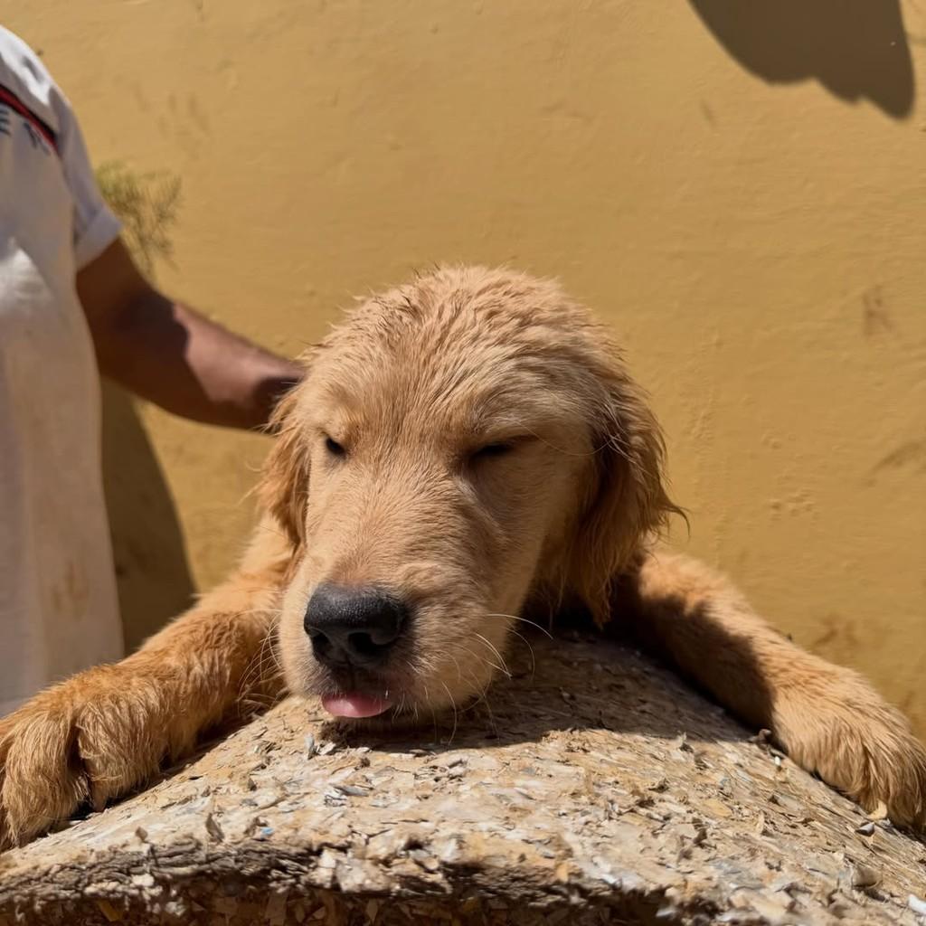 Charlie, cachorro de porte grande para adoção em Ibiúna - SP — foto 2 de 4