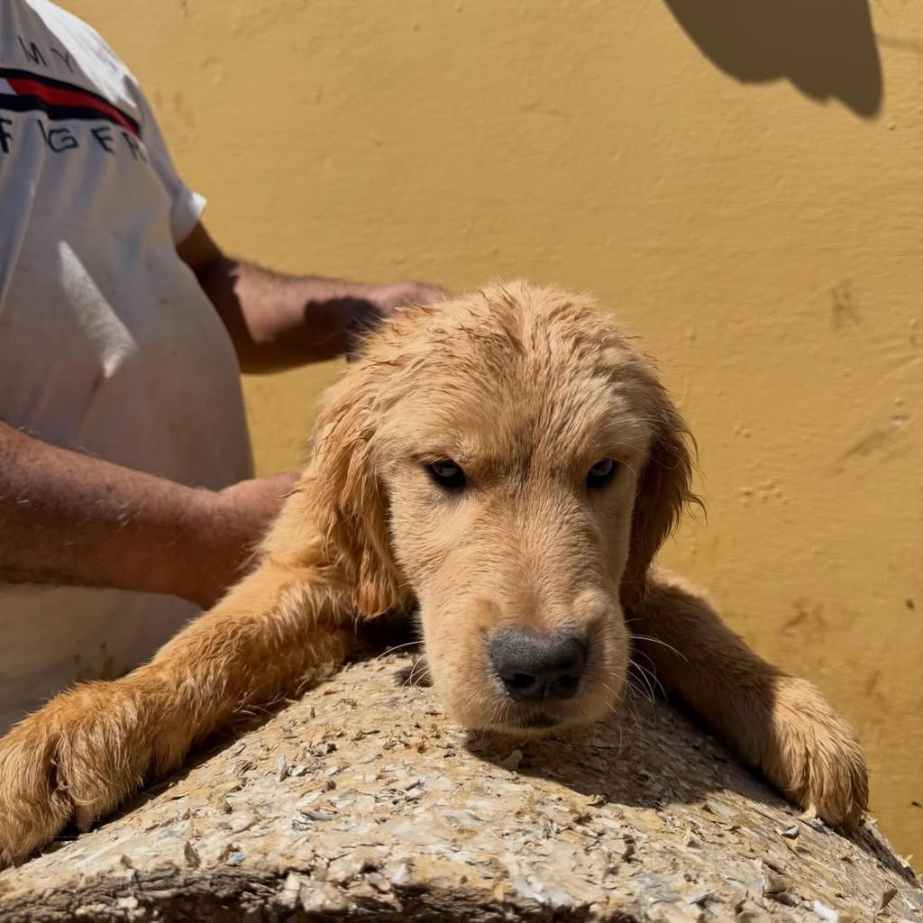 Charlie, cachorro de porte grande para adoção em Ibiúna - SP — foto 3 de 4