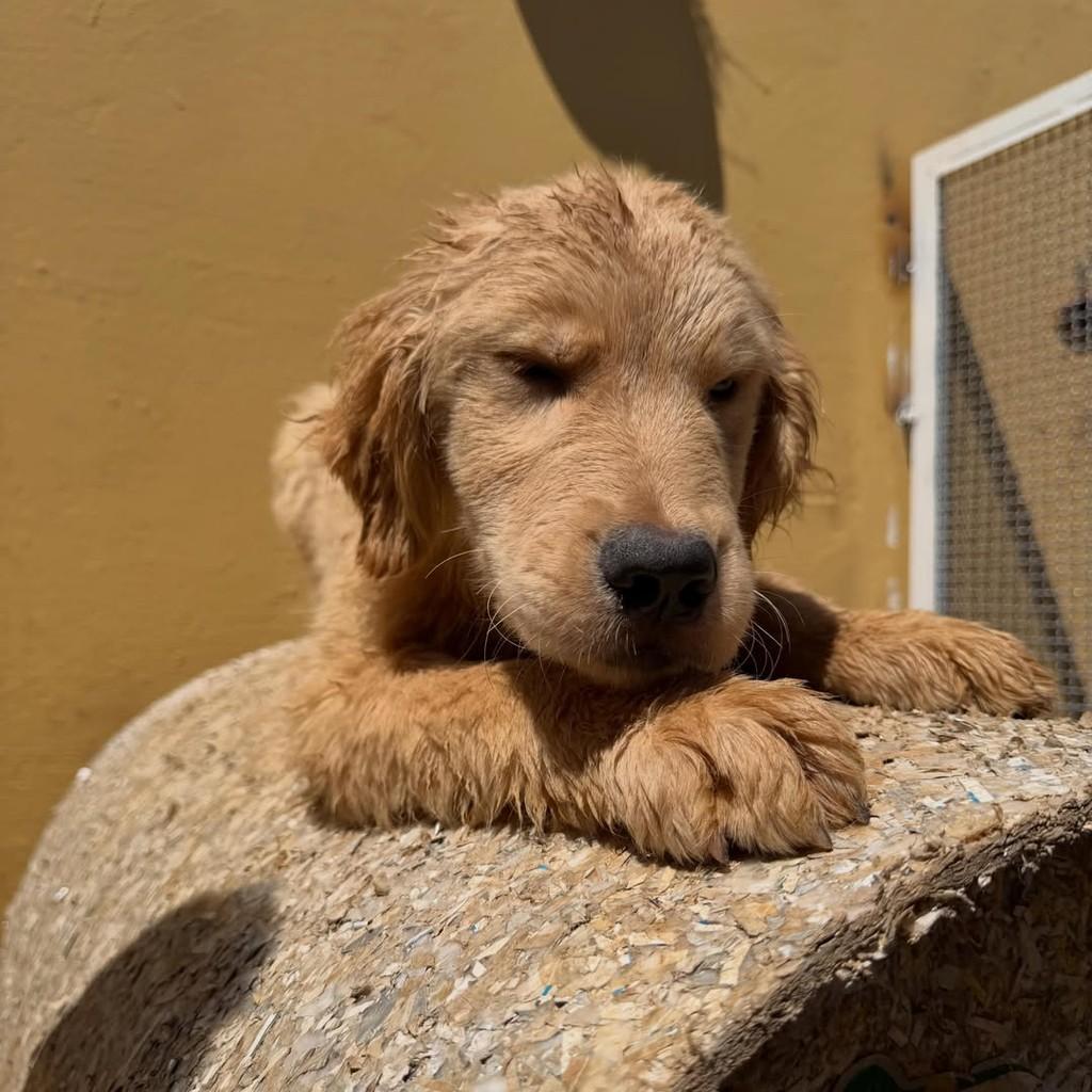 Charlie, cachorro de porte grande para adoção em Ibiúna - SP — foto 4 de 4