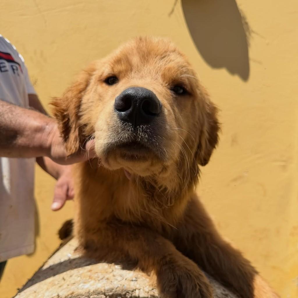 Cauã, cachorro de porte grande para adoção em Ibiúna - SP