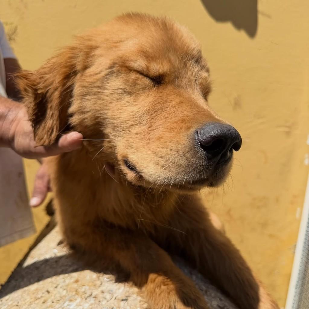 Cauã, cachorro de porte grande para adoção em Ibiúna - SP — foto 2 de 2