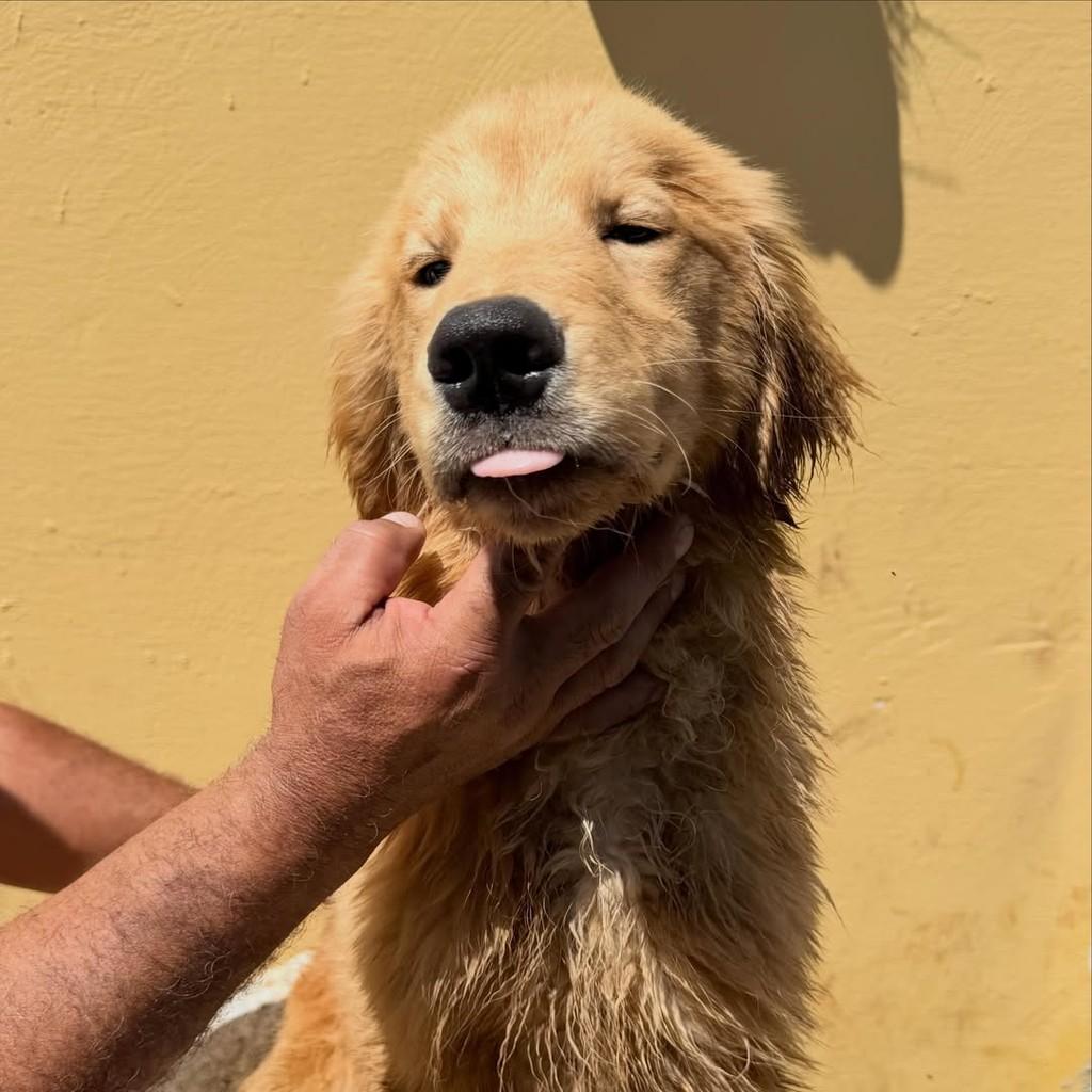 Bryan, cachorro de porte grande para adoção em Ibiúna - SP