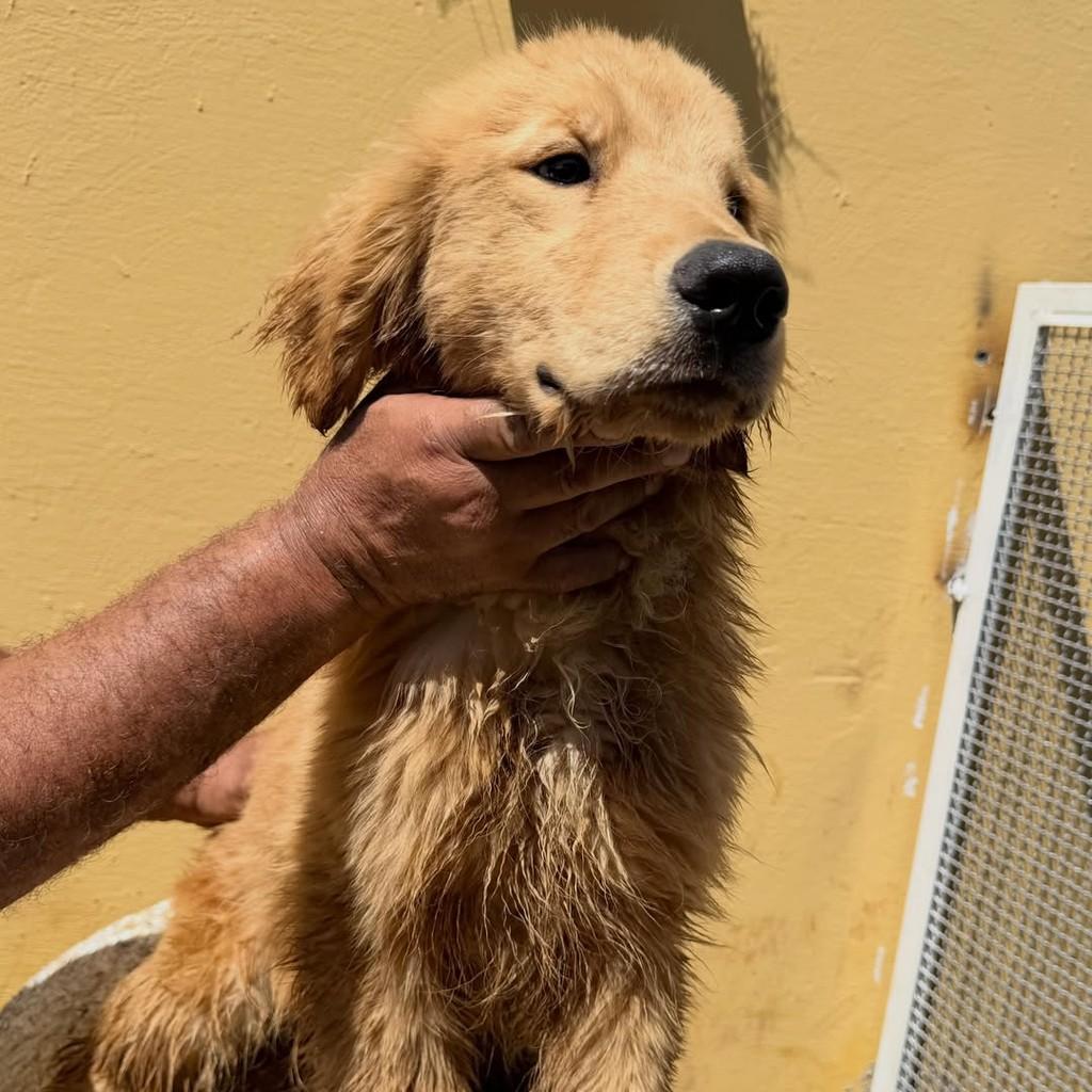 Bryan, cachorro de porte grande para adoção em Ibiúna - SP — foto 2 de 2