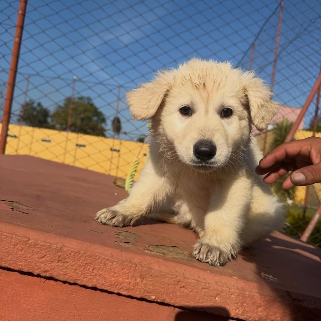 Polar, cadela de porte grande para adoção em Ibiúna - SP