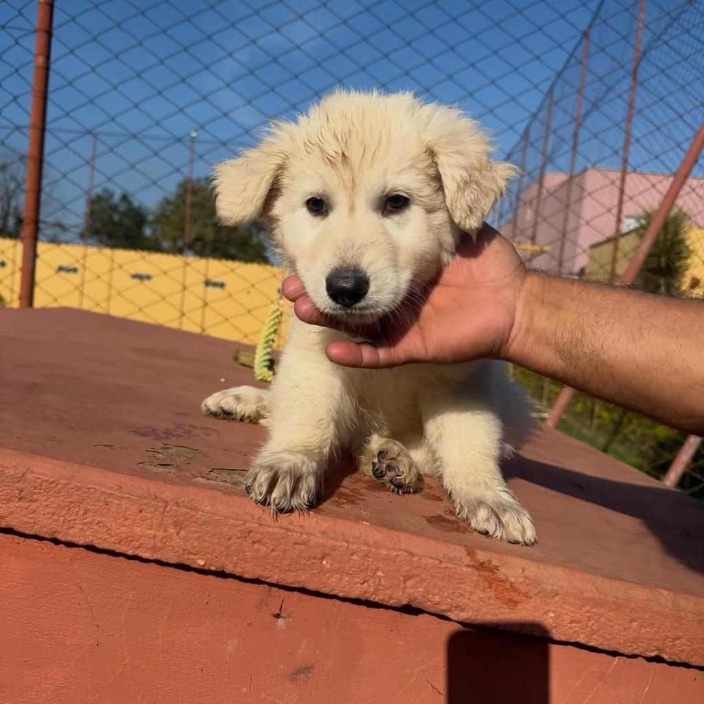 Polar, cadela de porte grande para adoção em Ibiúna - SP — foto 2 de 4