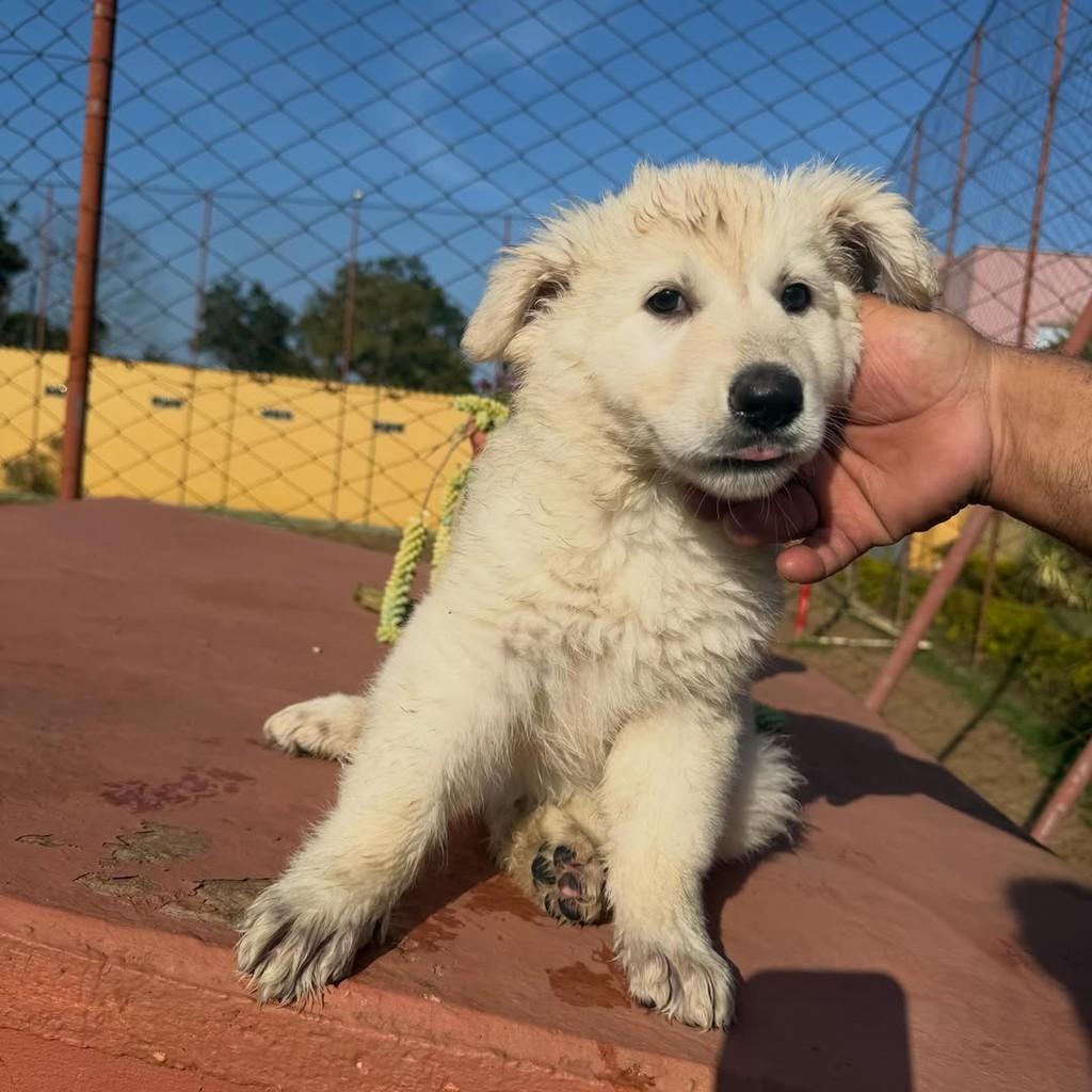 Polar, cadela de porte grande para adoção em Ibiúna - SP — foto 3 de 4