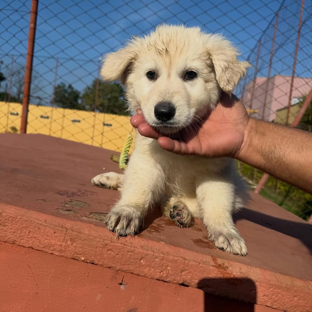 Polar, cadela de porte grande para adoção em Ibiúna - SP — foto 4 de 4