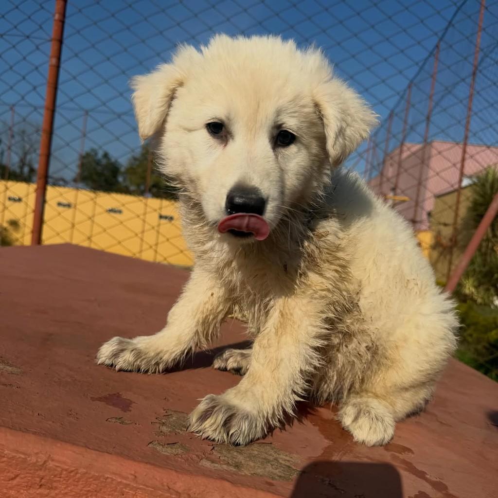 Snow, cachorro de porte médio para adoção em Ibiúna - SP