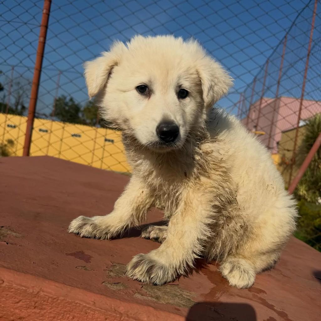 Snow, cachorro de porte médio para adoção em Ibiúna - SP — foto 2 de 4