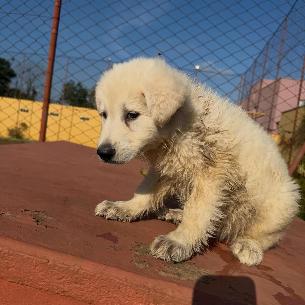 Snow, cachorro de porte médio para adoção em Ibiúna - SP — foto 3 de 4