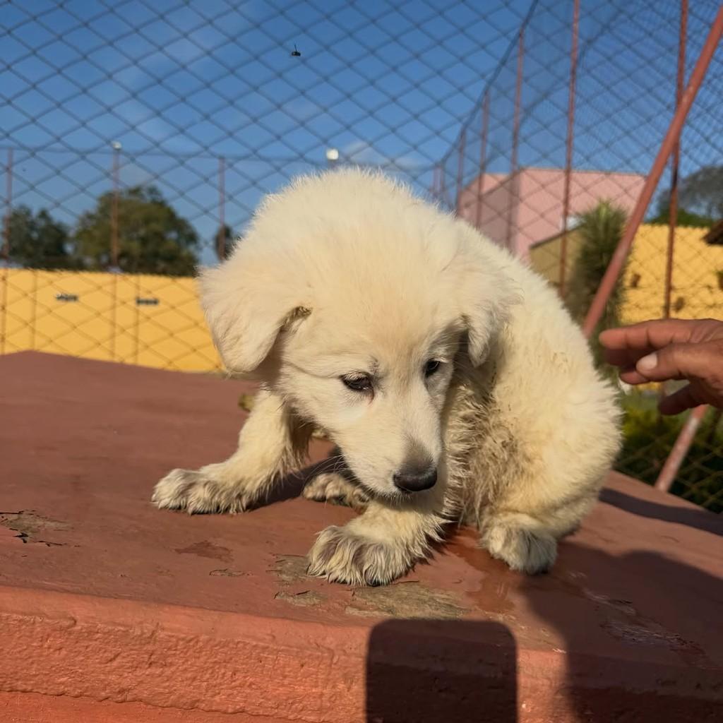Snow, cachorro de porte médio para adoção em Ibiúna - SP — foto 4 de 4
