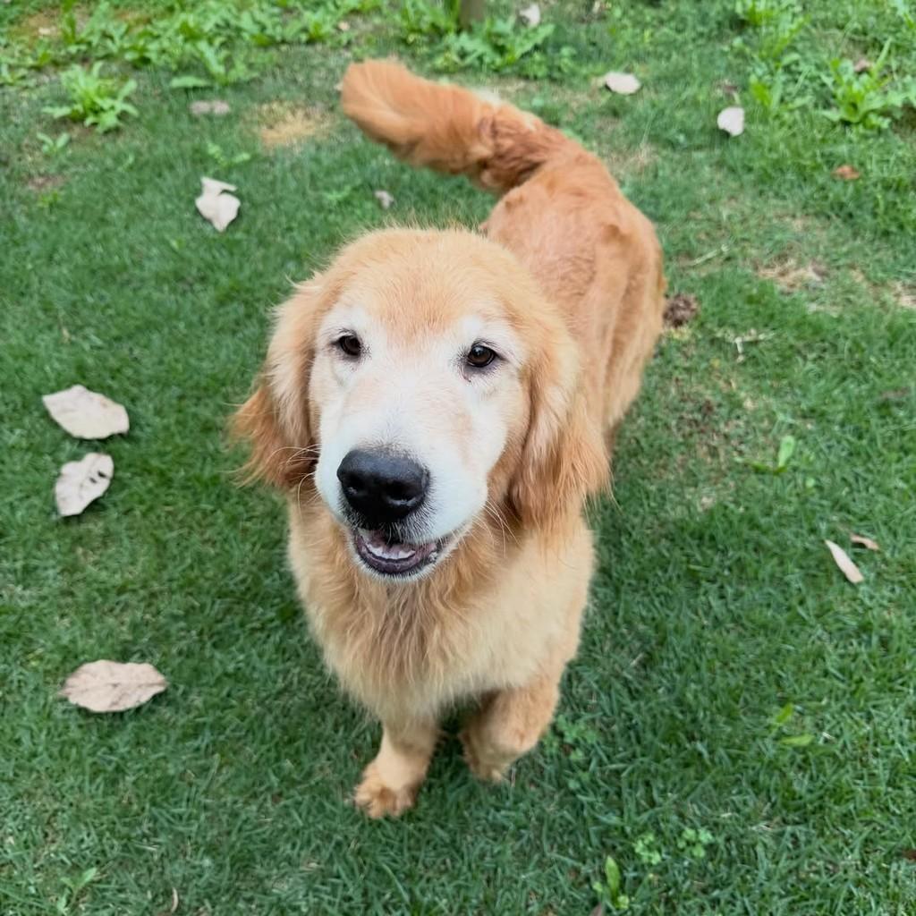 Willow, cadela de porte grande para adoção em Ibiúna - SP — foto 2 de 4