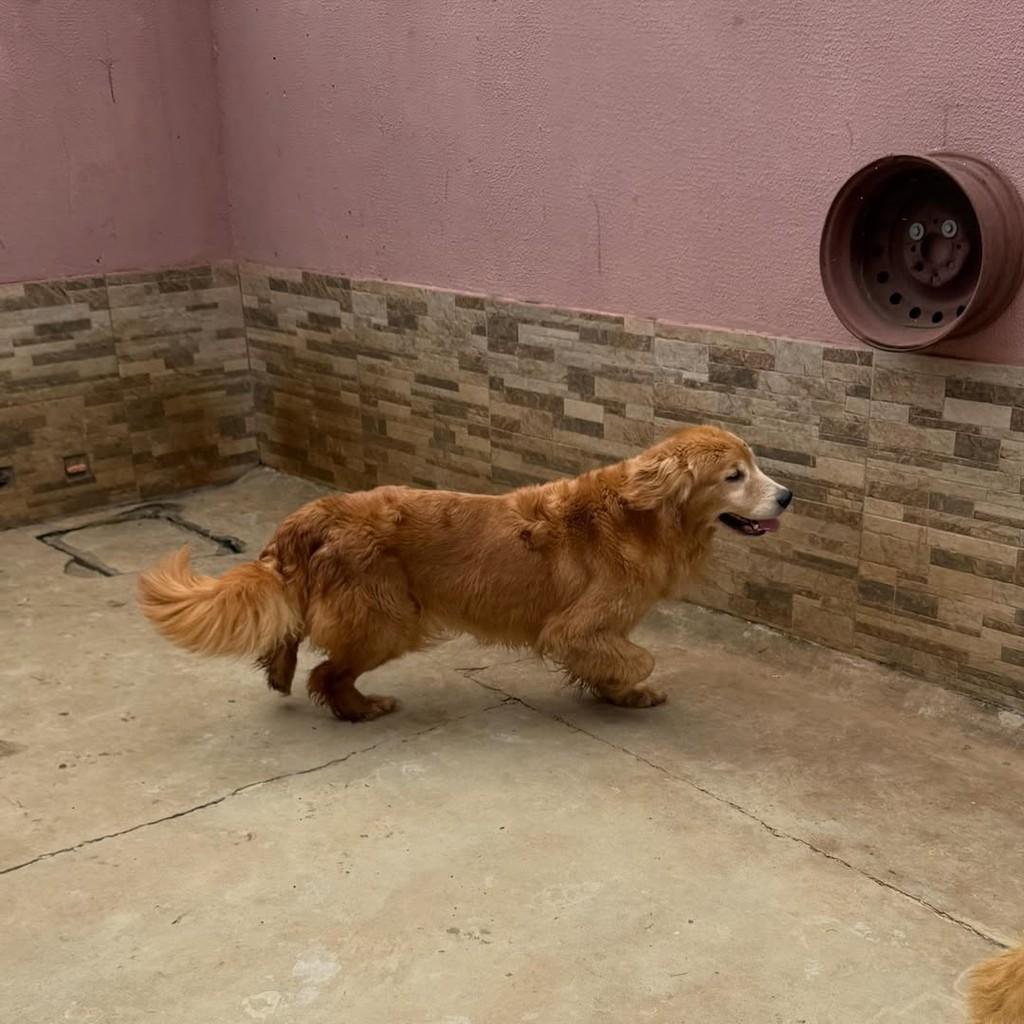 Willow, cadela de porte grande para adoção em Ibiúna - SP — foto 3 de 4