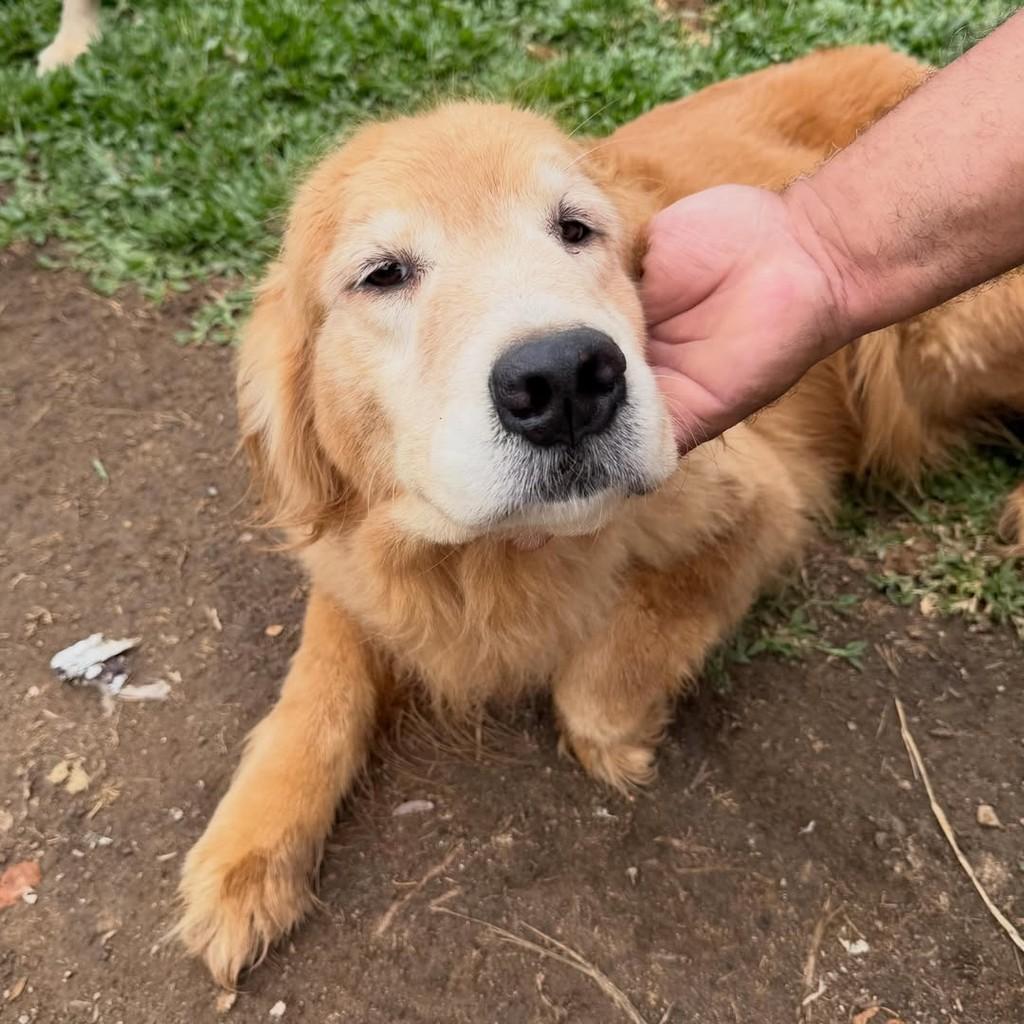 Willow, cadela de porte grande para adoção em Ibiúna - SP — foto 4 de 4