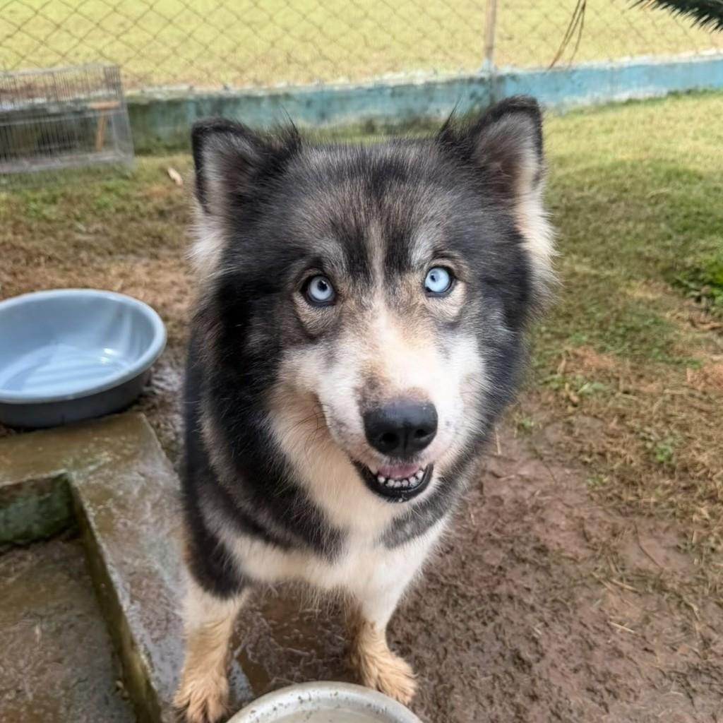 Loba, cadela de porte médio para adoção em Vargem Grande Paulista - SP