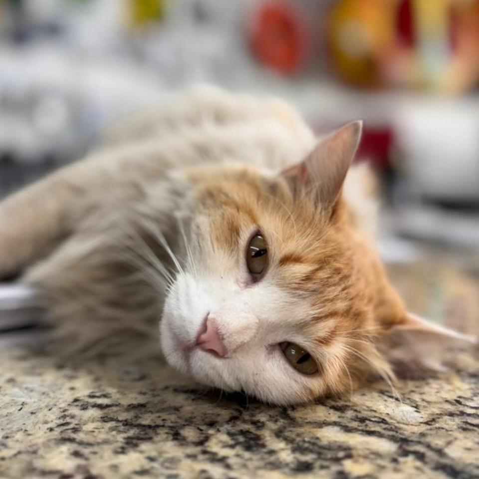 Jubileu, gato de porte médio para adoção em Goiânia - GO