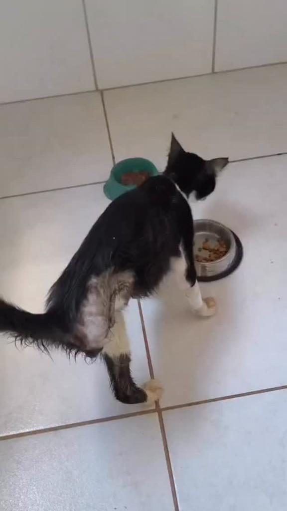Jorge, gato de porte pequeno para adoção em Goiânia - GO