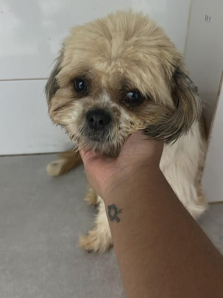 Babi, cadela de porte pequeno para adoção em Goiânia - GO