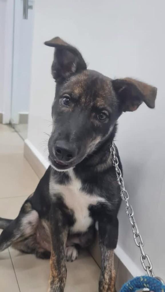 Pateta, cachorro de porte pequeno para adoção em Goiânia - GO