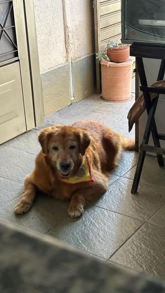 Bombinha, cachorro de porte pequeno para adoção em Goiânia - GO