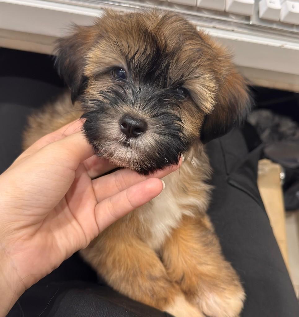 Joca, cachorro de porte pequeno para adoção em Goiânia - GO