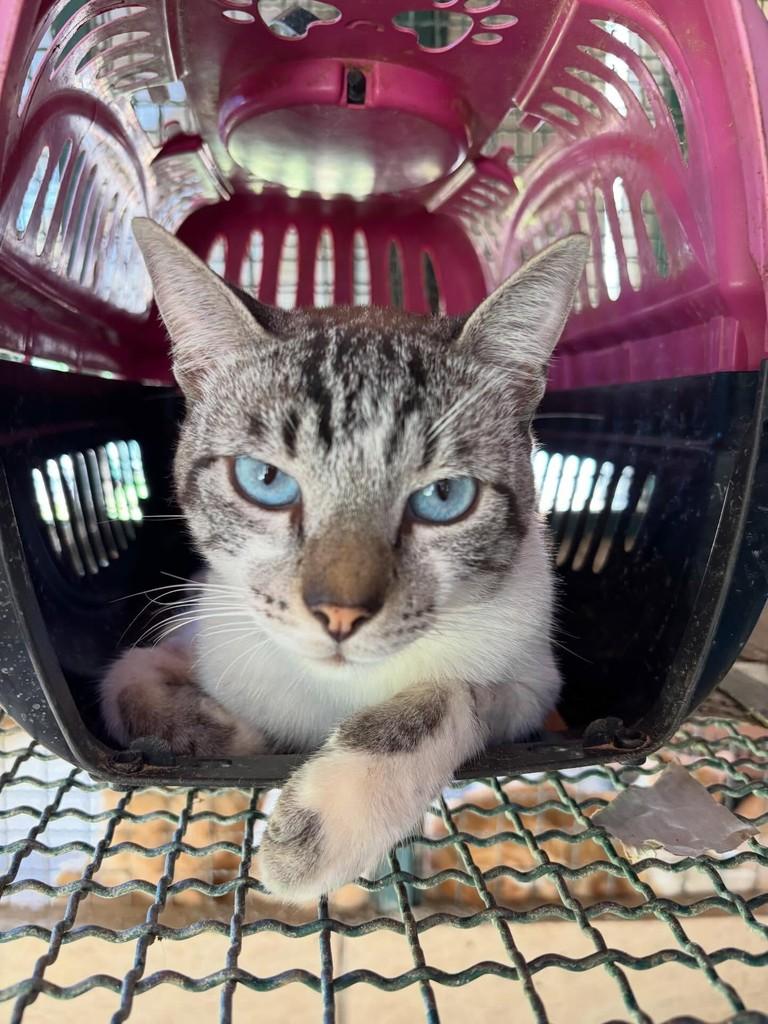 Blue, gato de porte pequeno para adoção em Goiânia - GO