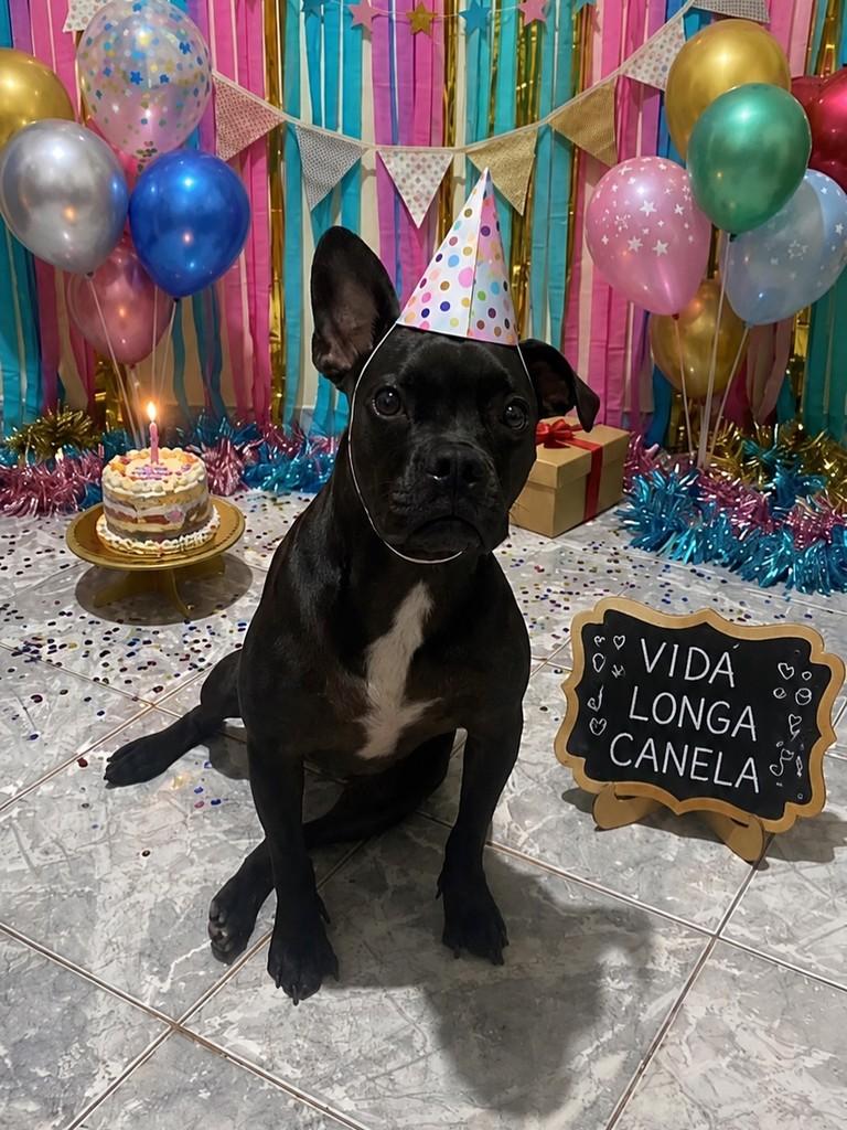 Canela, cadela de porte pequeno para adoção em Ribeirão Preto - SP