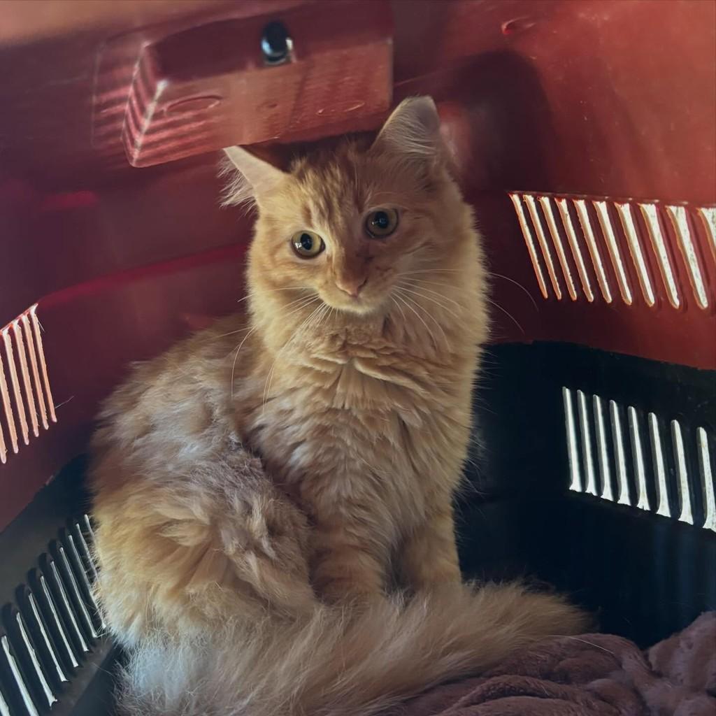 Lindinha, gata de porte médio para adoção em Goiânia - GO